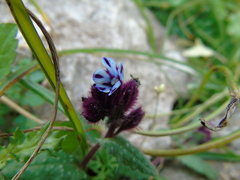 Anchusa variegata