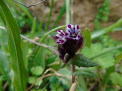 Anchusa variegata