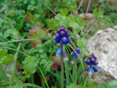 Bellevalia dubia boissieri