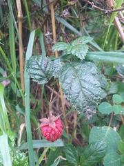Rubus glabratus