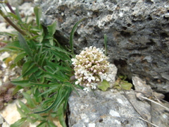 Valeriana italica
