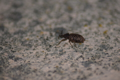 Otiorhynchus parvicollis