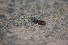Otiorhynchus parvicollis