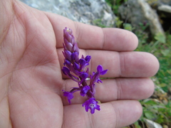 Orchis quadripunctata