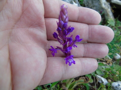 Orchis quadripunctata
