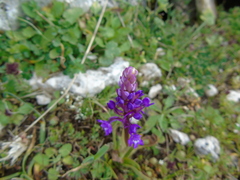 Orchis quadripunctata