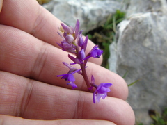 Orchis quadripunctata