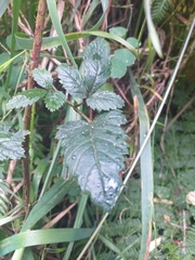 Rubus glabratus