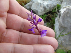 Orchis quadripunctata