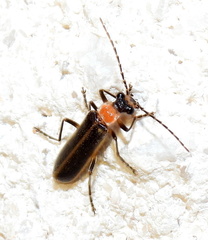 Podabrus quadratus