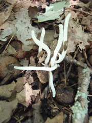 Clavaria fragilis vermicularis