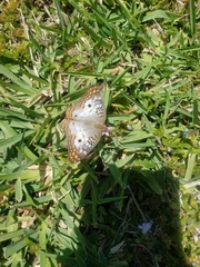 Anartia jatrophae