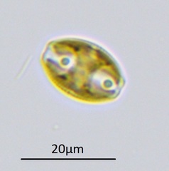 Amphora ovalis