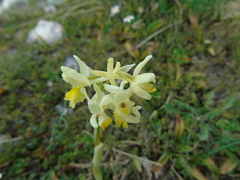 Orchis pauciflora