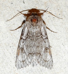 Acronicta tota