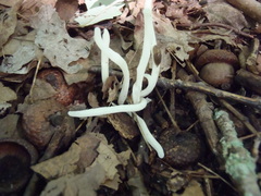 Clavaria fragilis vermicularis