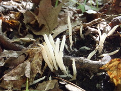 Clavaria fragilis vermicularis