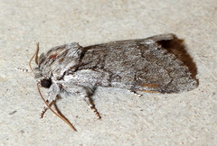 Acronicta tota