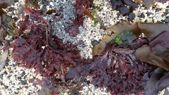 Phycodrys rubens