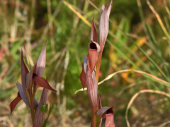 Serapias strictiflora