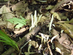Clavaria fragilis vermicularis