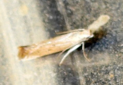 Isophrictis actinopa