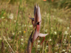 Serapias strictiflora