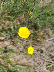 Ranunculus bupleuroides