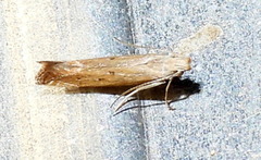 Isophrictis actinopa