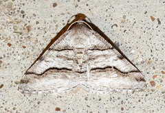 Digrammia pallorata