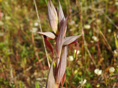 Serapias strictiflora