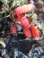Bilobella braunerae
