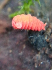 Bilobella braunerae