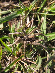 Schizocosa malitiosa