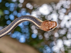Chironius flavolineatus