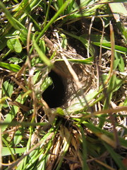 Schizocosa malitiosa