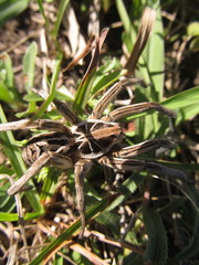 Schizocosa malitiosa