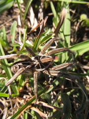 Schizocosa malitiosa