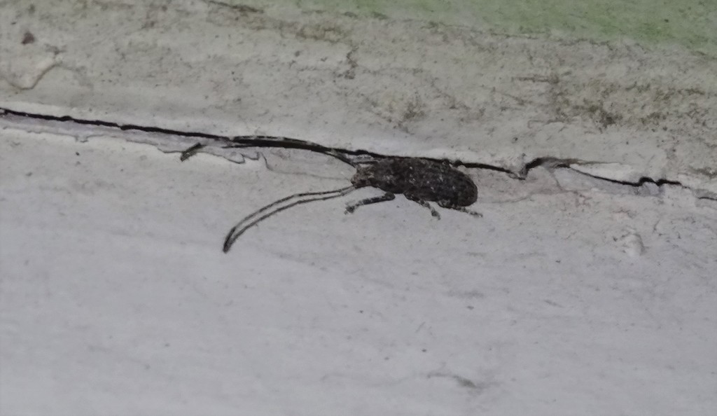 Tiki Weevil