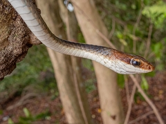 Chironius flavolineatus