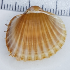 Acanthocardia aculeata