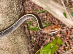 Chironius flavolineatus