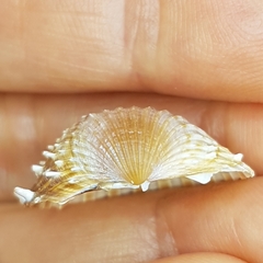 Acanthocardia aculeata
