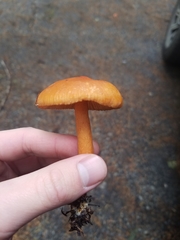 Lactarius fragilis