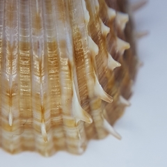 Acanthocardia aculeata