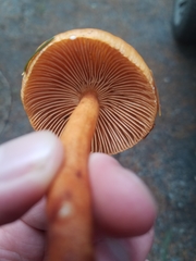 Lactarius fragilis