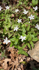 Anemonoides quinquefolia