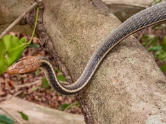 Chironius flavolineatus