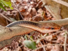Chironius flavolineatus