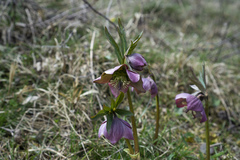 Helleborus purpurascens